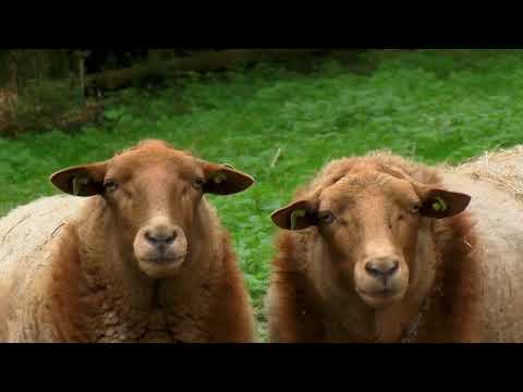 Sheep Youtube