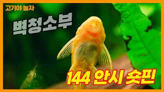 청소는 나에게 맡겨라!! 벽면청소 물고기 L-144 안시 숏핀- 서진열대어- 고기야놀자 Leave the cleaning to me. L-144 Ancistrus short fin