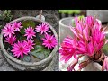 How to grow water lily on rooftop / Planting water lilies in pots at home