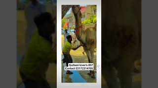 professional qasai#camel Qurbani# Qurbani lover's.007 Zubair Ahmed YouTube video viral 2023