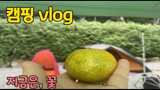 이천 이천꽃집 지금은꽃 ep39. 캠핑 vlog(춘천, 춘천여행, 캠핑)