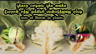 பயர்களில் போரான் சத்து முக்கியம் எப்படி பயன் படுத்துவது | uses of Boron in plants.