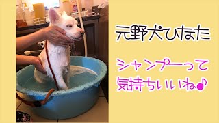 元野犬ひなた、たらいのお風呂でシャンプーしました♪【AWAの保護犬】