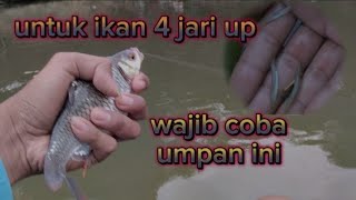 target ikan bader besar…? wajib coba umpan ini