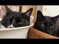 隣が落ち着くざきおとバロン😸おひさま大好きあおい【猫動画cats】