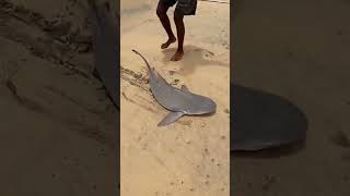 ഇട്ടത് തെരണ്ടിക്കും കിട്ടിയതാണേ shark 😨| fighting with shark #ytshorts #shorts | full video link👉