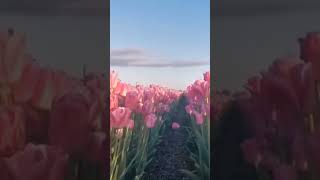 amazing flowers field