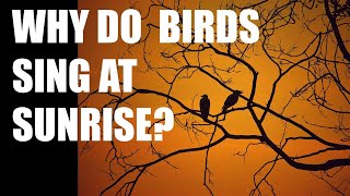 Why Do Birds Sing At Sunrise?