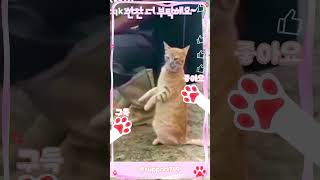 한입만 더 달라는 귀여운 고양이 #cat #shorts