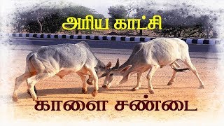 BULL FIGHT | காளை சண்டை