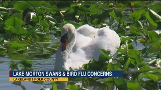 Could bird flu impact Lakeland’s swan population on Lake Morton?