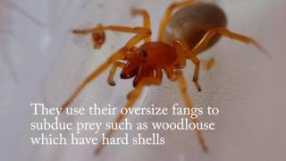 Woodlouse Spider