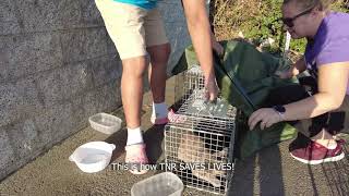 What is TNR?