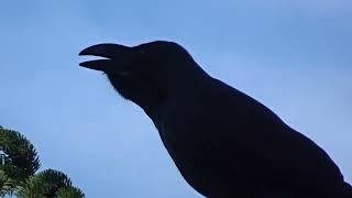 ハシブトガラスの鳴き声　　Crow