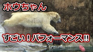 【シロクマの1分動画＃260】ホウちゃん💗すごいパフォーマンス【天王寺動物園】