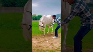 નુકરી ઘોડી નો કંઈક અલગ જ ડાન્સ😱😱😱#indianhorse #shortsvideo #horselover #viraldance