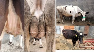 1 ਵੈੜ ਅਤੇ 2 ਵੱਛੀਅਾ ਵਿਕਾੳੂ ਪਿੰਡ ਸਿੰਘਾਂ ਵਾਲਾ # brar cattle farm