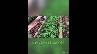 Best Sandalwood Sandalwood Planta in Bangalore with Host plants