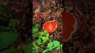 Is it an edible mushroom? - Je to jedlá huba? #huby #hríby #mushrooms oak hump Toadstool