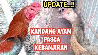 UPDATE KANDANG AYAM BANGKOK PASCA BANJIR