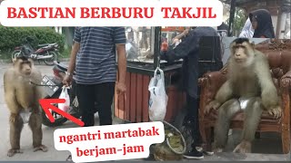 ajak Monyet Beruk Bastian berburu takjil