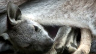 Cute! Baby Hill wallaroo,かわいいケナガワラルーの赤ちゃん