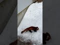 「レッサーパンダ 太陽君 他 」福井県 鯖江市西山動物園 red pandas in nishiyama zoo sabae city fukui japan