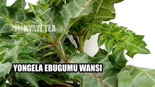 Teka Ebugumu Mubukyala byo Omusajja Akunyumirwe nga Mwezina