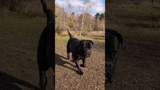 Giant dog Kongo playing with his little friends! Dog walk. #doglife