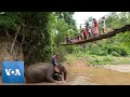 Domesticated Elephants' Mass Migration Brings Stress to Thai Village