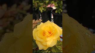 Bud to Bloom #terracegardening #gardening #flowers #rose #youtubeshorts #ytshorts