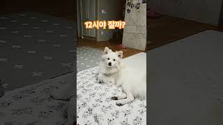 2024.12.04 #자자는 말만 기다리고 있던 강아지 #흰둥이 #cutedog #funny #shorts