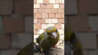 Greenfinch enjoying his lunch 🌻 | Carduelis chloris | Close up | Birdcare | Nature | ASMR | #shorts