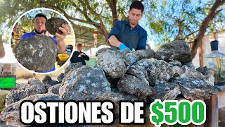 OSTION DE $500 | Las Ostiones más GRANDES del mundo