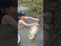 Amazing FISH TRAP Technique To Catch MONSTER Arapaima 👏 #fishing