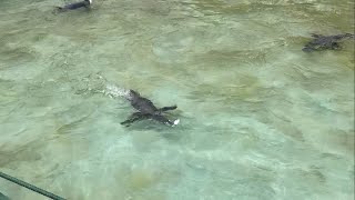 Humboldt penguin feeding time