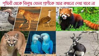 পৃথিবী থেকে বিলুপ্ত হওয়া যেসব প্রাণীকে আর কখনো দেখা যাবে না | Extinct Animals of the World