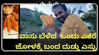 ಜೋಳ ಬೆಳೆದ ಫ್ರೆಂಡ್ಸ್ ವಾಸು ಏನು ಹೇಳಿದರು ನೂಡೆ!!! ರೈತರ ಕೃಷಿ ಹೇಗೆ ಸಾಧ್ಯ?