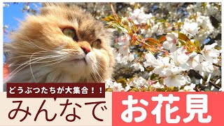 【自然のパワー】桜が満開！初めてのお花見にみんな興味津々！｜箱根園どうぶつランド みんなで遊べる ふれあえる だっこして！ZOO