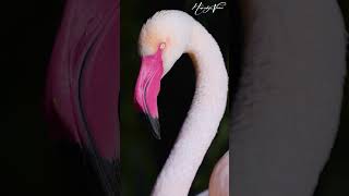 Most Beautiful Flamingo