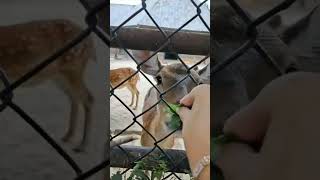 deer's #deer #animal #animals #videoanimal #animallover #video #subscribe  #feeding #bambi #doe