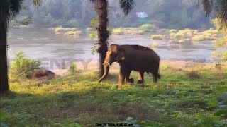 പരാതിക്കല്ല സാറേ...അതിരപ്പിള്ളി സ്റ്റേഷനിൽ കാട്ടാന; 'ഏഴാറ്റുമുഖം ഗണപതി'യെ തുരത്തി പൊലീസ് | Thrissur