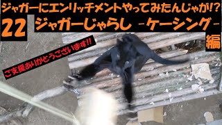 ジャガーにエンリッチメントやってみたんじゃが！？22 -ジャガーじゃらし ケーシング編-