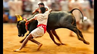 Vanniyanviduthi jallikattu 2022 புதுக்கோட்டை மாவட்டம்,வன்னியன்விடுதி ஜல்லிகட்டு-2022 நேரலை