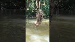 🦥Three-Fingered Sloth Hanging Over a River in Costa Rica!