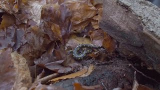 Salamanders of Happy Valley Forest