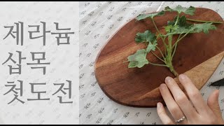 [마이노트] 초보 제라늄 삽목도전 실내정원 꾸미기 (제라삽목) -indoor garden/pelargonium/geranium/cutting/repotting