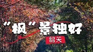 当下的韶关“枫”光无限！红枫明艳，早已美成了动人诗篇~随走随拍大自然的美 治愈系风景 旅行推荐官 韶关 枫