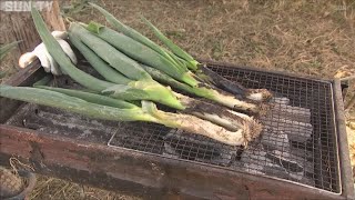 好きなだけ詰め放題！　朝来市の特産・岩津ねぎの収穫体験始まる