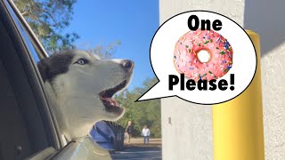 Meeka Orders Her OWN Donut! (SPEAKS PERFECT!) 😱😍🍩